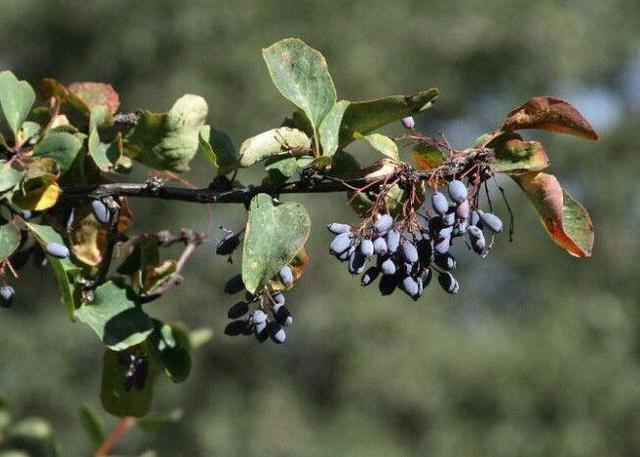 ضرورت توسعه الگوی کشت مبتنی بر زرشک سیاه در حوضه آبریز دریاچه ارومیه