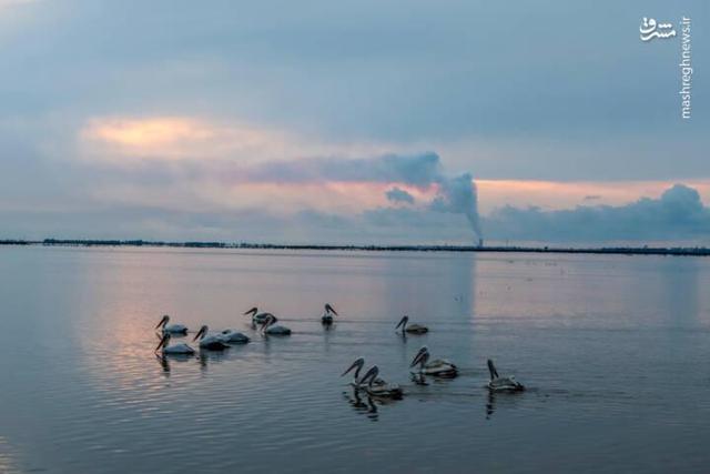 عکس/ بازگشت غارغارکها