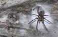 ویدیو| ۱۱۱هزار عنکبوت در این خانه زندگی می‌کنند