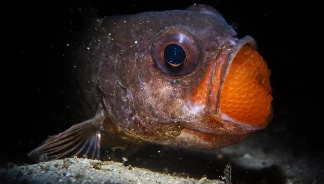 برترین عکس‌های طبیعت ۲۰۲۵؛ روایت شگفتی‌های حیات وحش از اقیانوس تا کوهستان