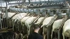 پرورش و فرآوری گوشت و شیر بز در آمریکای جنوبی (فیلم)