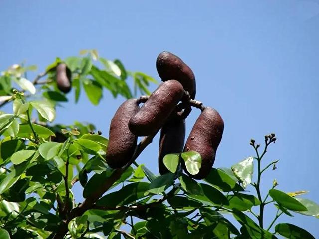 فواید باورنکردنی صمغ و پوست درخت جاتوبا برای سلامتی