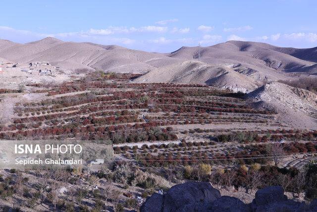 افین، پایتخت زرشک بی‌دانه جهان، در مسیر ثبت به‌عنوان دهکده جهانی