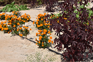 همکاری بوستان قرآنی قطر در توسعه باغ گیاهان رنگزا