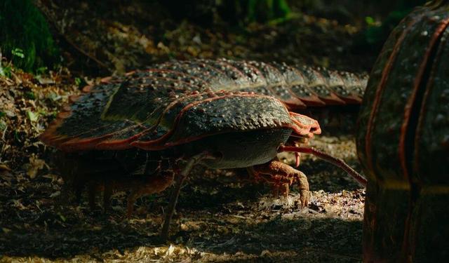 هزارپای غول‌پیکر ۳ متری، هیولایی به اندازه یک خودرو