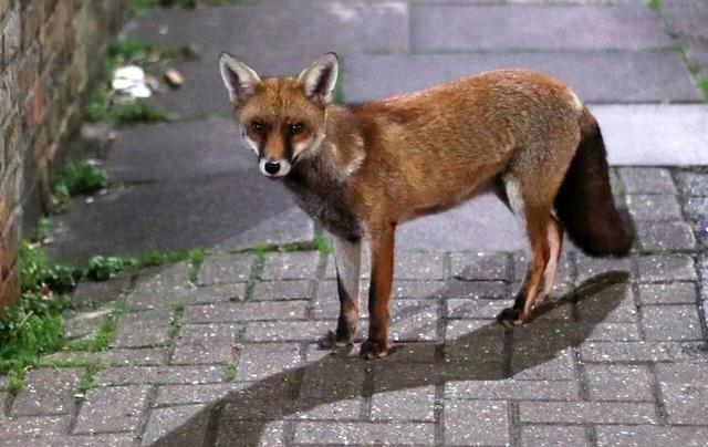 ببینید | تصاویری از شکار موش توسط یک روباه در میدان هفت تیر تهران!