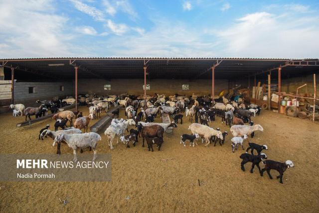 مزرعه دامپروری چپرقویمه گنبد در مسیر محرومیت زدایی