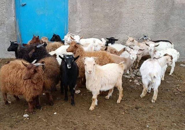 نجات «بز مرخز» از انقراض؛ احیای یک نژاد بومی با طعم اشتغال در دهگلان