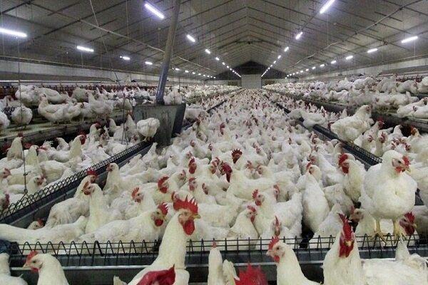 شکاری: کارخانه جوجه‌کشی مرغ گوشتی خراسان شمالی ۷۰ درصد پیشرفت دارد