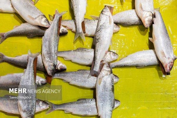 خودرو حامل ماهی قاچاق در شهرستان سیریک توقیف شد