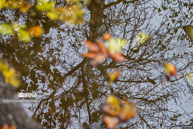 پائیز کم باران در گیلان؛ بارش‌ها تقریبا نصف پارسال شد