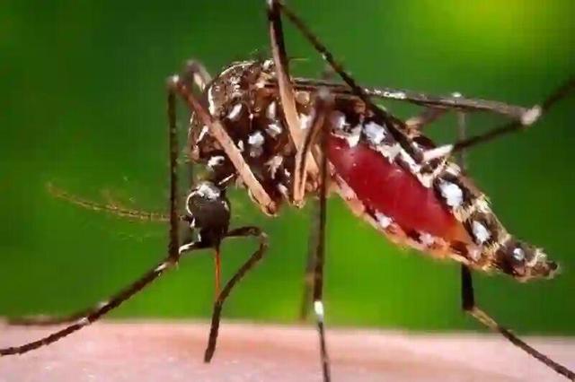 پشه مهاجم آئدس ناقل بیماری‌های خطرناک |فیلم