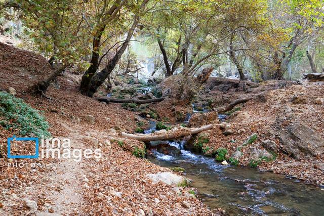 عامل قطع درختان بلوط در جنگل پلنگ‌خیل بهشهر دستگیر شد