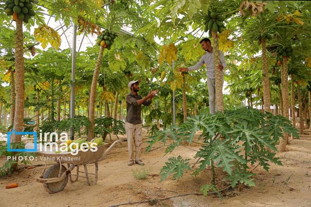 طراحی مدل یکپارچه بهینه‌سازی مصرف انرژی در شهرک‌های گلخانه‌ای