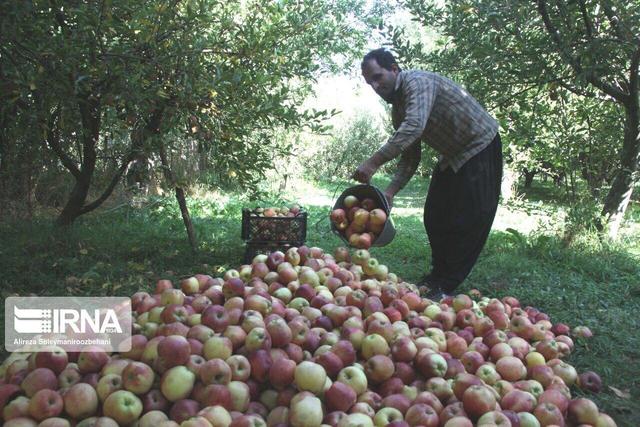 "جشنواره سیب لرستان" در تقویم رویدادهای گردشگری کشور ثبت شد