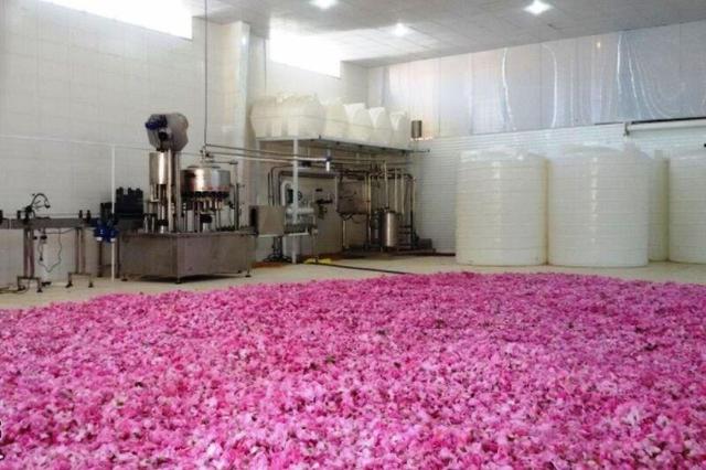 گسترش صنایع غذایی اولویت کشاورزی قم است