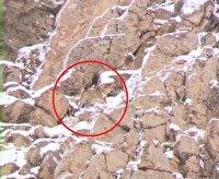 مشاهده پلنگ ایرانی در پارک ملی لار