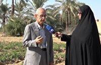 رونمایی از بذر هیبرید گوجه فرنگی «قهرمان» در بوشهر