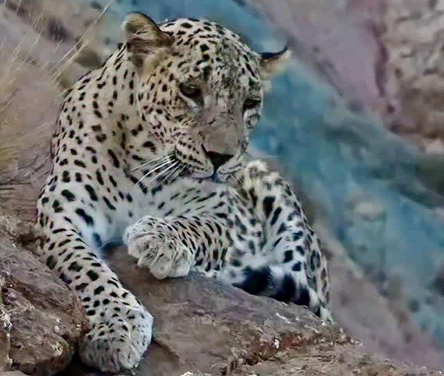 انتشار فیلم کامل ثبت بزرگ‌ترین پلنگ جهان در این نقطه از ایران؛ زیبایی و ابهت این پلنگ مغرور و را ببینید