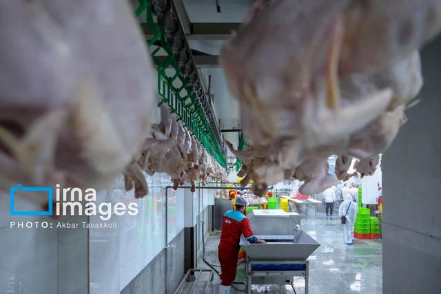 کشاورزی سمنان سهم ۲.۵ درصدی در تولید پروتئین کشور دارد