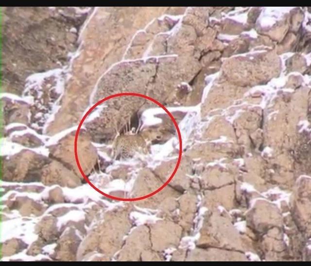 مشاهده پلنگ ایرانی در پارک ملی لار