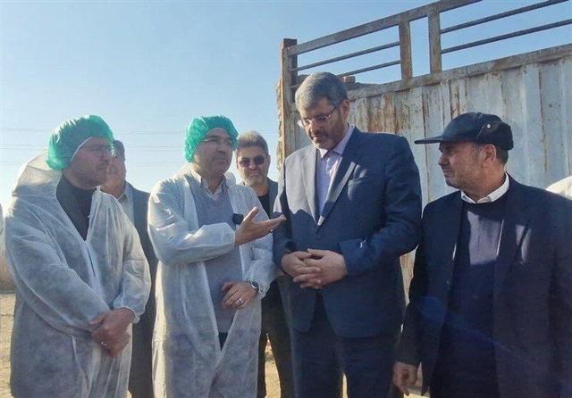 مشکلات دامداران باید برطرف شود