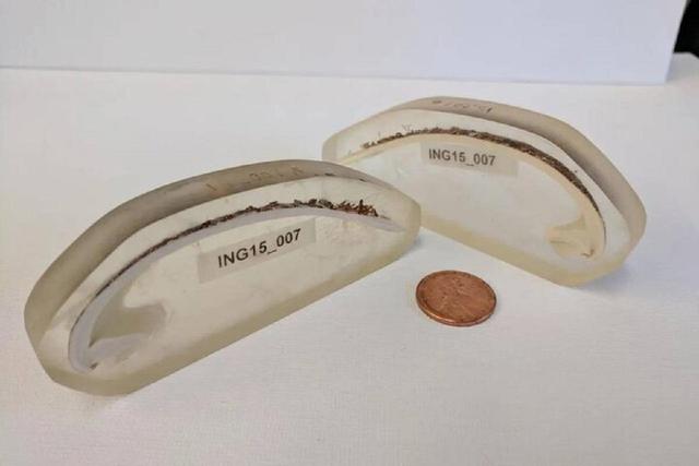 راز طول عمر ۵۰۷ ساله قدیمی‌ترین جانور منفرد دنیا