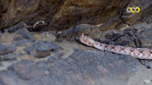 ببینید | عملیات شکار یک مارمولک توسط افعی شاخدار