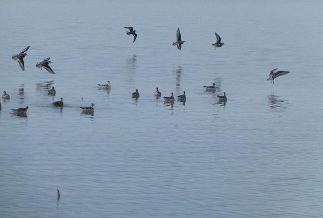 ببینید | بازگشت حیات به تالاب نهبندان پس از حدود ۱۸ ماه خشکی!