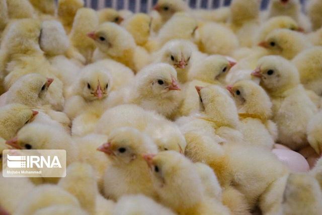 جوجه‌ریزی در مرغداری‌های آذربایجان‌غربی ۸.۴ درصد افزایش یافت