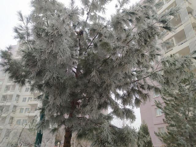 فیلم | یخ‌زدگی زمستانه شاخه‌های درختان و فضای سبز اراک را در آغوش گرفت