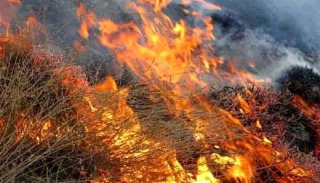 چرا مهار آتش‌سوزی‌های جنگلی با تأخیر مواجه شد؟