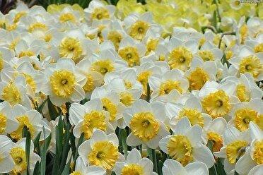 برداشت گل نرگس در بهبهان