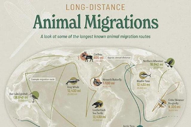رکورددار مهاجرت در دنیای حیات وحش؛ پرستوی شمالگان با پیمایش ۹۶ هزار کیلومتر
