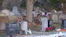 گوزن‌های گرسنه به قبرستان هجوم بردند (فیلم)