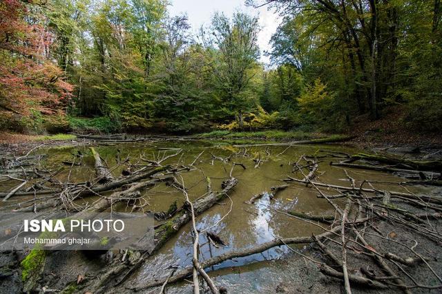 خطر «بیمارپروری» در مدیریت جنگل‌ها