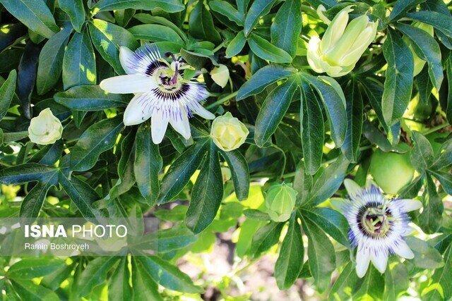 جنوب سیستان و بلوچستان، مرکز تازه‌ای برای پرورش گیاهان دارویی