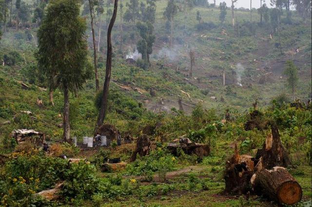 ابتکار متفاوت دانشگاه آنتورپ؛ نجات جنگل‌ با زودپز برقی