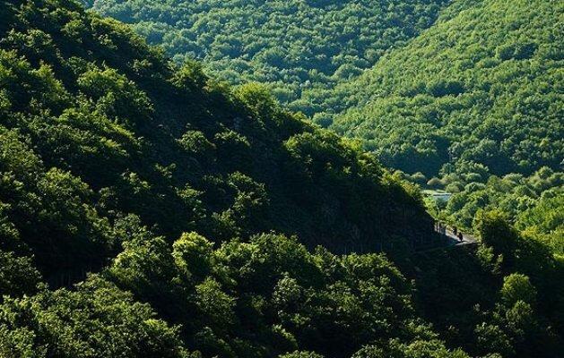 ضرورت مهار جست‌زایی در جنگل‌های ارسباران