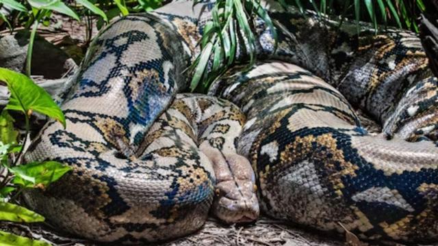 بزرگ‌ترین ماری که زمین به خود دیده است / استخوان‌هایی که ابعاد یک هیولا را فاش کرد / عکس