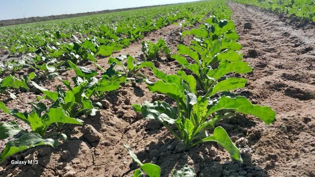 خوش‌رفتار: سهمیه سوخت کشاورزی سملقان به‌طور کامل جذب شد