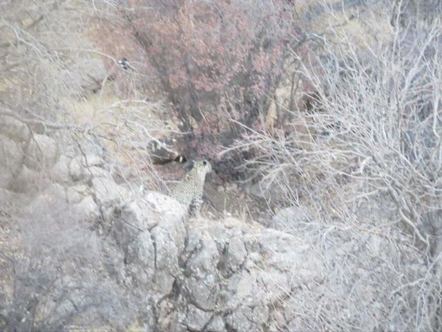 شکوهی: پلنگ ایرانی در پناهگاه حیات‌وحش «کم‌کی» بهاباد حضور پایدار دارد