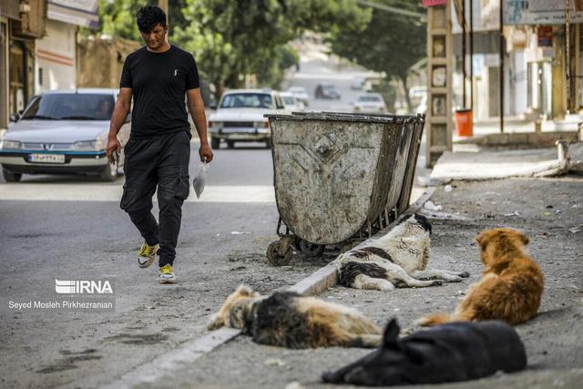 دندان‌های مرگ در کوچه‌های خراسان‌شمالی