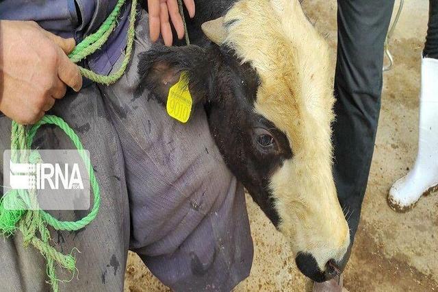 پلاک‌کوبی دام برای مقابله با قاچاق در مازندران به کجا رسید