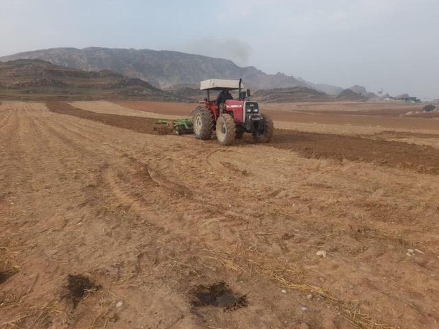 کشت دانه روغنی کاملینا در دیمزارهای دزفول آغاز شد