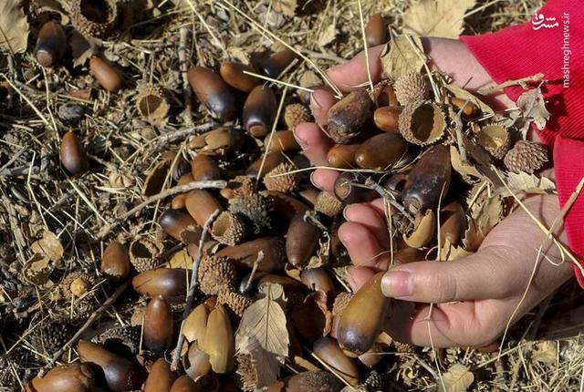 عکس/ کاشت بلوط در رویشگاه مردمی دشت ارژن