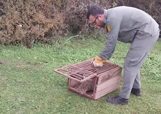 رهاسازی یک قلاده گربه جنگلی در شفت + فیلم