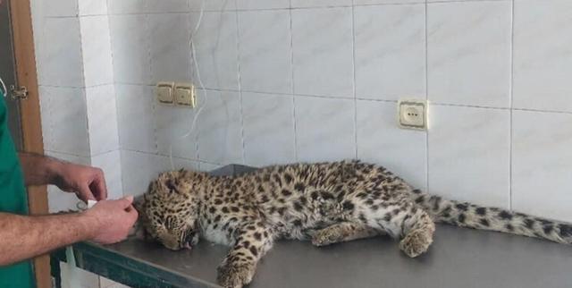 زنده گیری پلنگ 6 ساله شهمیرزاد