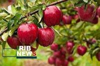 ثبت جشنواره سیب بروجرد در تقویم رویدادهای گردشگری کشور