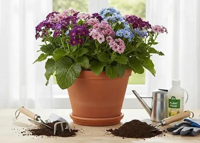 راهنمای کامل کاشت و نگهداری گل سینره برای عید نوروز